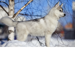 classic dogs
