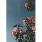 arii’s roses