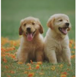 DOGS ARE SO CUTE YAYAYAYAYAYAY
