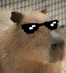:D Capybara Group :D