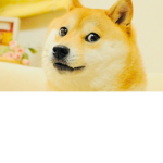 THE DOGE SQUAD BOISS
