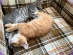 Cats kittens dogs
