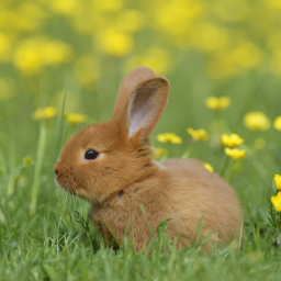 Bunnies fr
