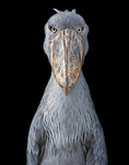 StorkDevs
