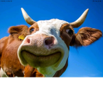 CowgirlCowboyClub