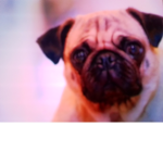 PUGS ARE LOVE