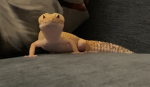 Da gecko group
