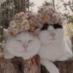 Aesthetic little kitty cats