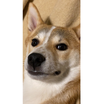 Shiba inu alliance