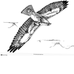 Big Ravens