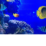 Sea fish united