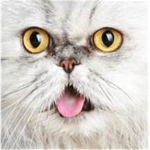 CATS ARE FUN