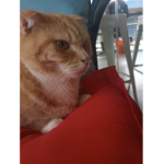 Your Local Cat Club
