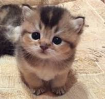 The cute CAT Army