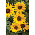 Sunflower_ Gang