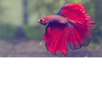 Aquarium Hobby Discussion Group
