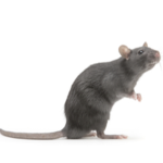 RAT LOVE FOR EVER