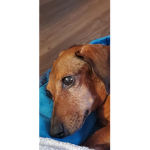 dog_people_association