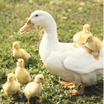 Duckling Fam'