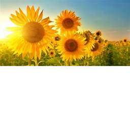 .+~Sunflower Squad~+.'s M e e t & G r e e t!
