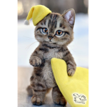 team lance da cat