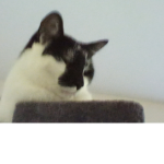 C- the farting cat.