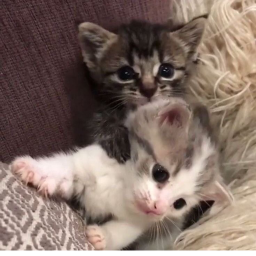 🐱