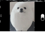 bro egg dog best