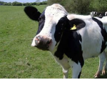 West dairy inc