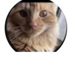 Alex and Nathan the awesome cat ( official)