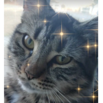 Cats R Epic!