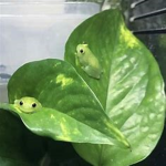Tʜᴇ ʟɪʟ ғʀᴏɢs