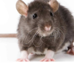 Itstherats