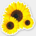 Sunflower cheer team