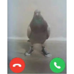 Pigeon In The Backrooms
