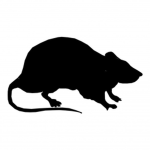 rat kingdom of saturn
