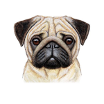Pets life forever