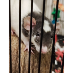 Rattysarecute