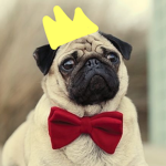 The Fancy Pugs