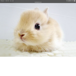 Animal group -w-