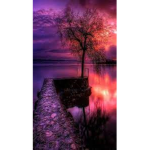 Amy_Laraibf