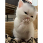 Cool Robux Guide