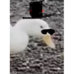 Da duckateers