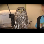 The animal military/water force/Air Force