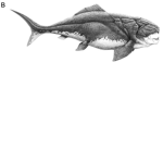 fish inc