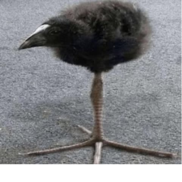 Pukeko racing