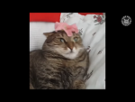 Hilarious cats meow