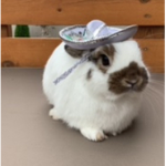 Smore the bunny