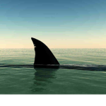 Shark Hazards