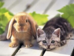 Ellie loves cats and bunnies squad